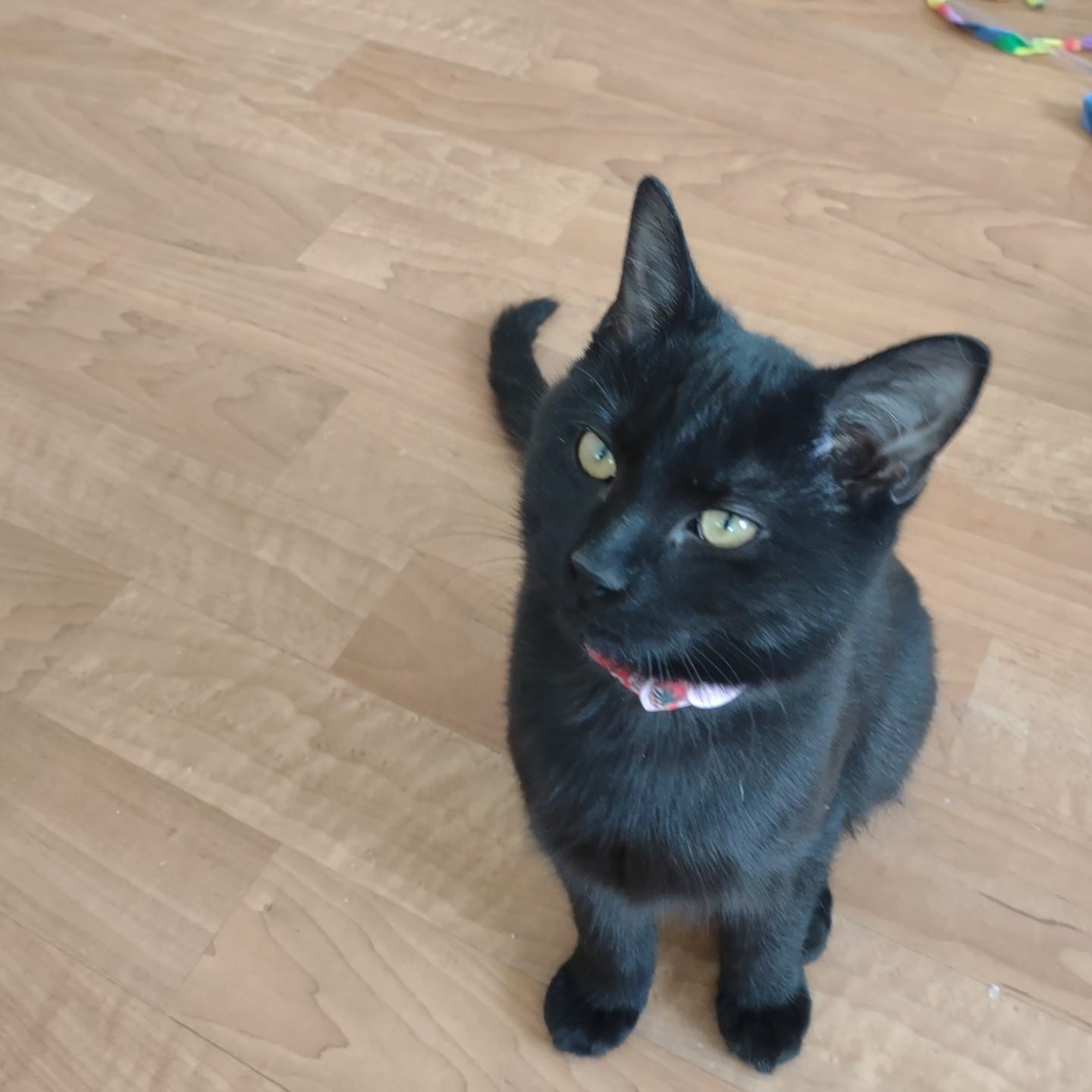 Enlarge Mini Meow, an adoptable mixed breed in Montour Falls, NY image 5/5