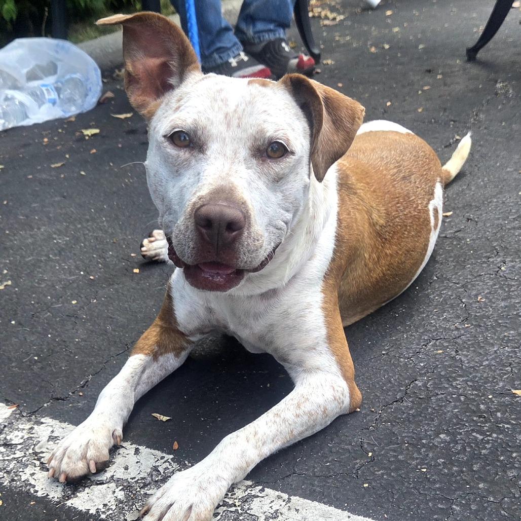 Baby, a Adoptable Mixed Breed in Lima, OH image 1/5