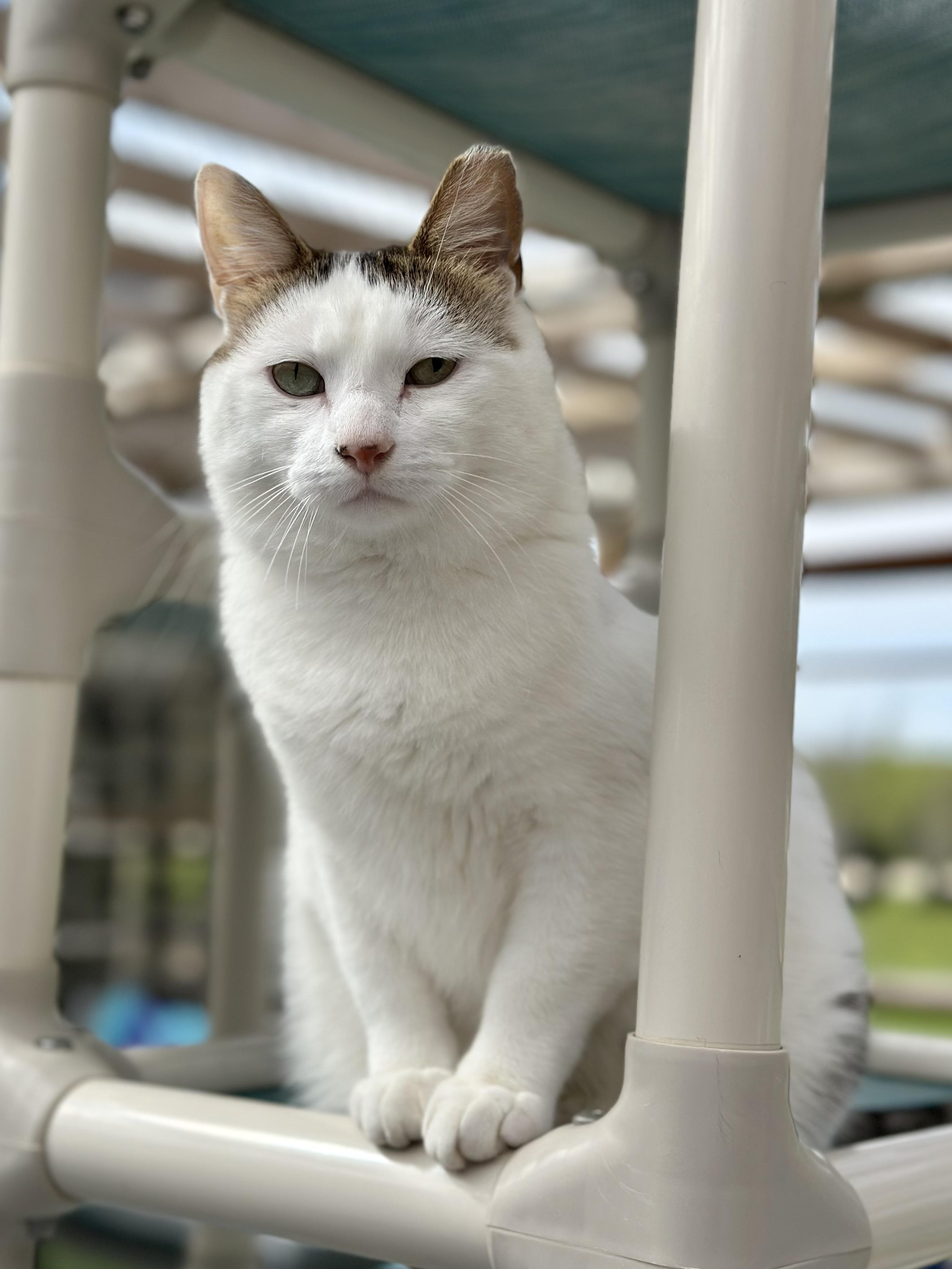 Enlarge Chuck, a ADOPTABLE Domestic Short Hair in Faribault, MN image 3/5