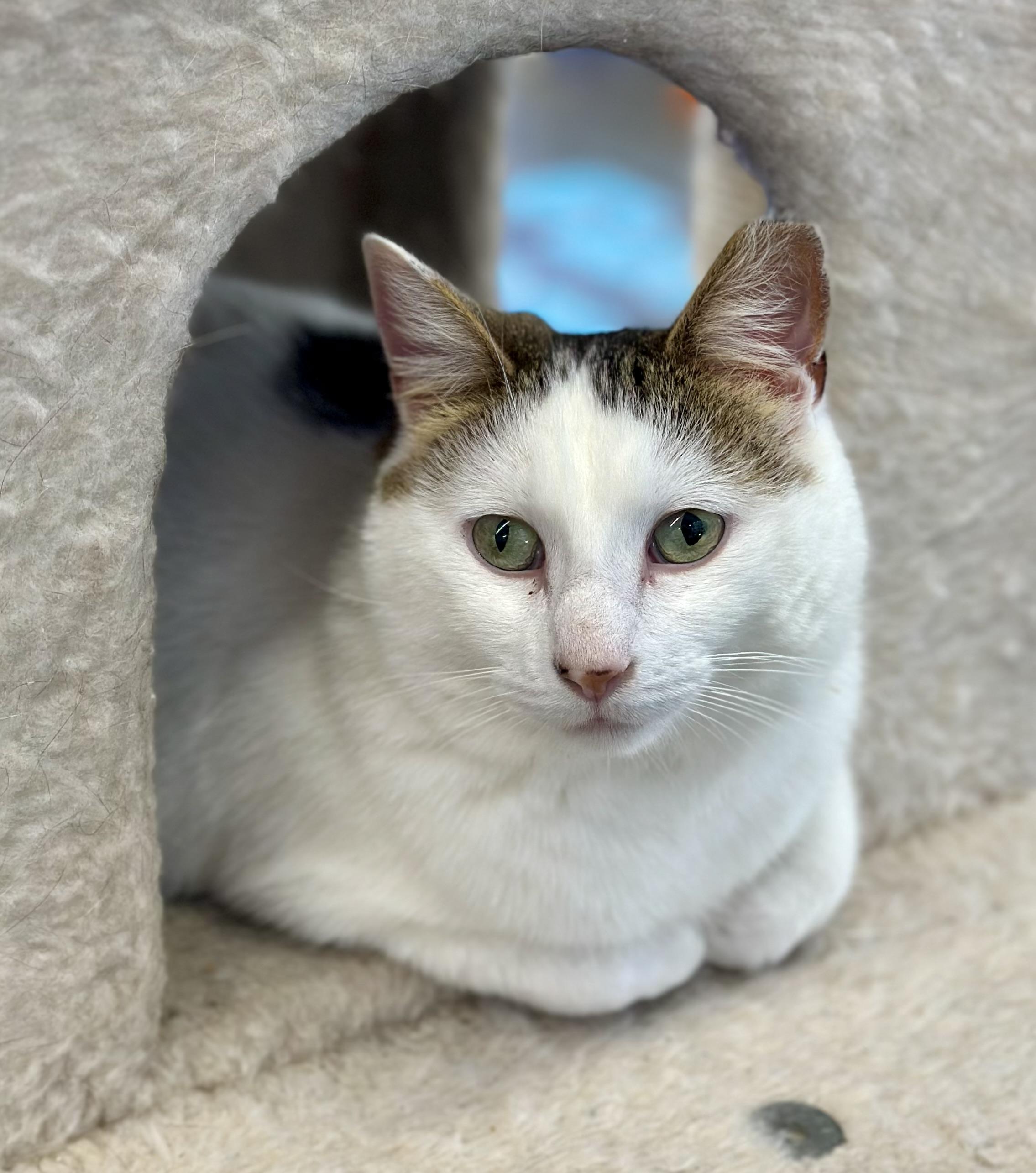 Enlarge Chuck, a ADOPTABLE Domestic Short Hair in Faribault, MN image 2/5