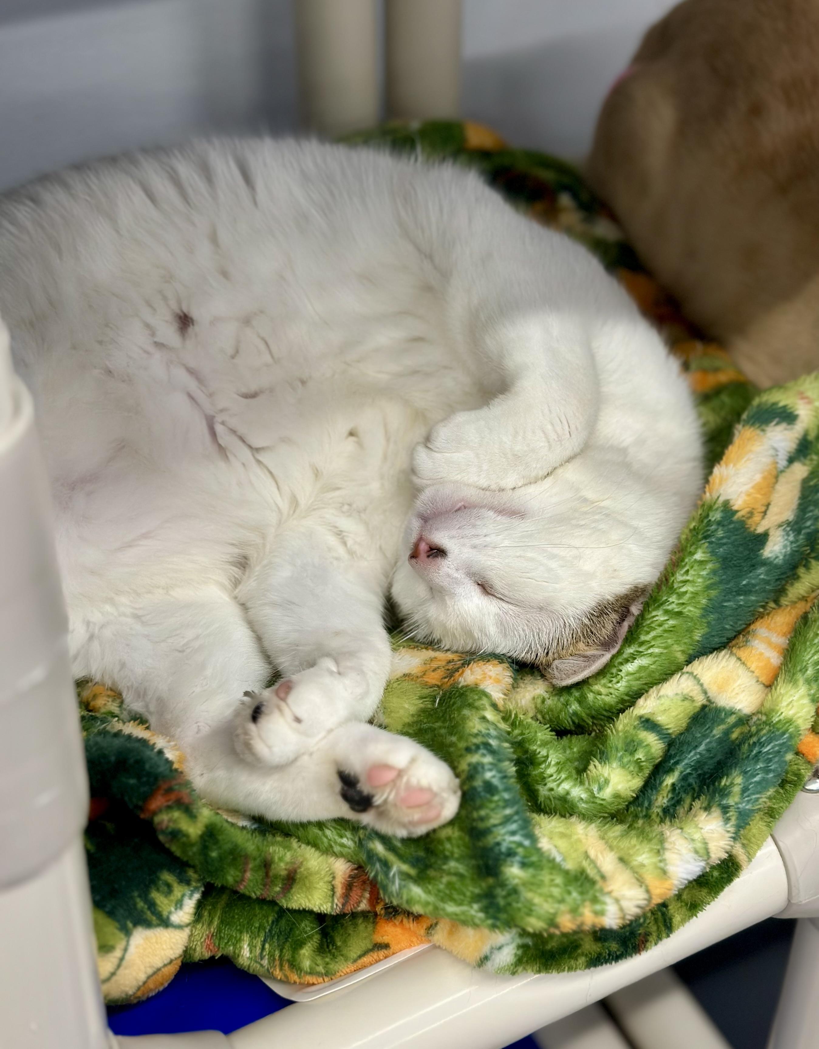 Enlarge Chuck, a ADOPTABLE Domestic Short Hair in Faribault, MN image 4/5