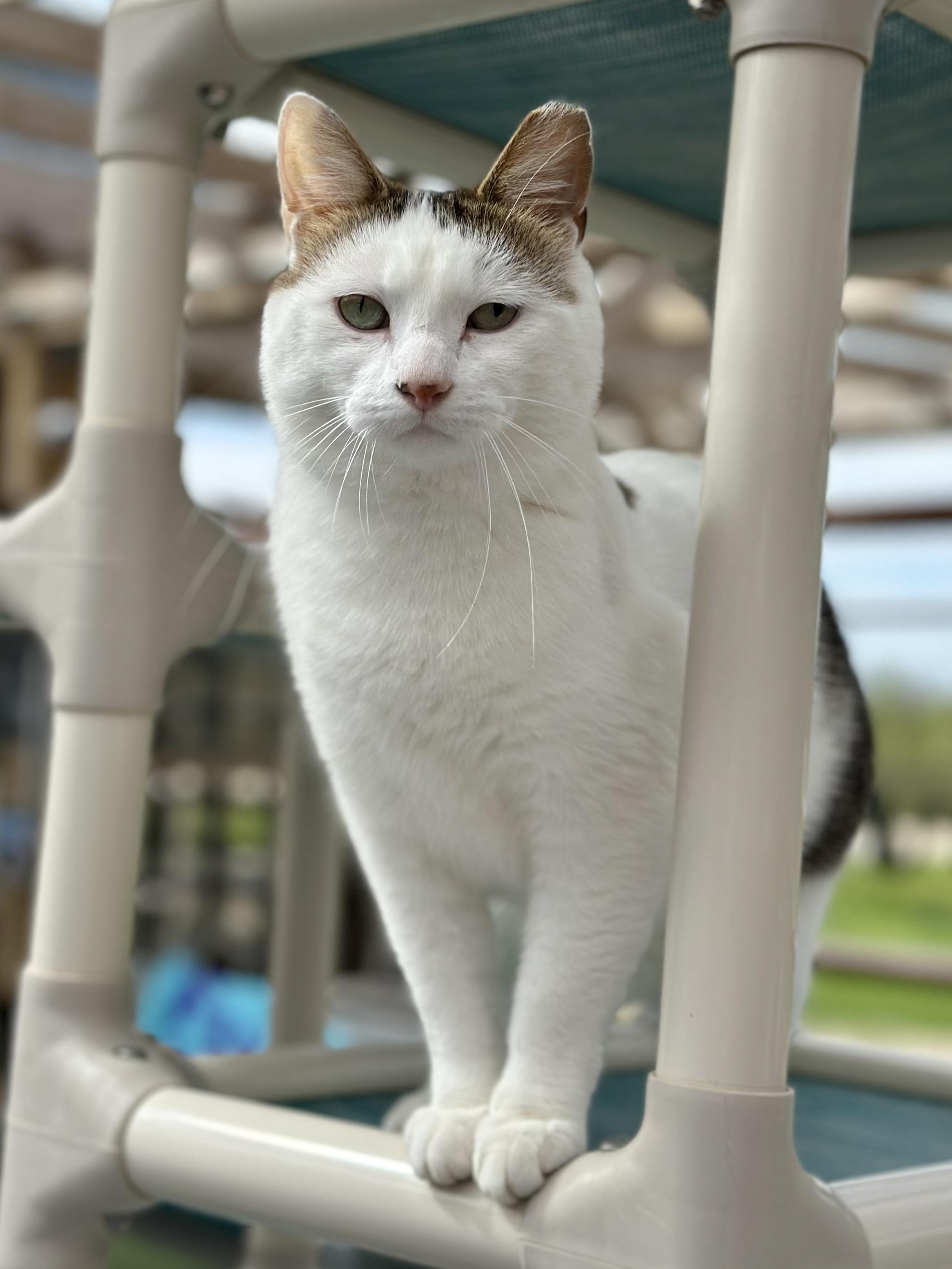 Enlarge Chuck, a ADOPTABLE Domestic Short Hair in Faribault, MN image 5/5