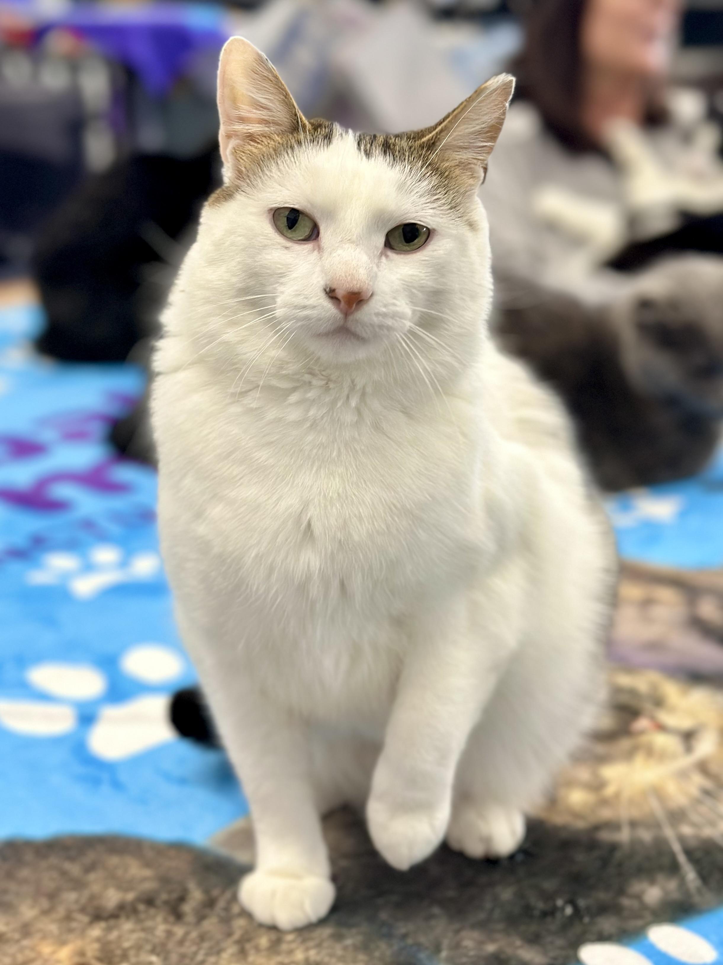 Enlarge Chuck, a ADOPTABLE Domestic Short Hair in Faribault, MN image 1/5
