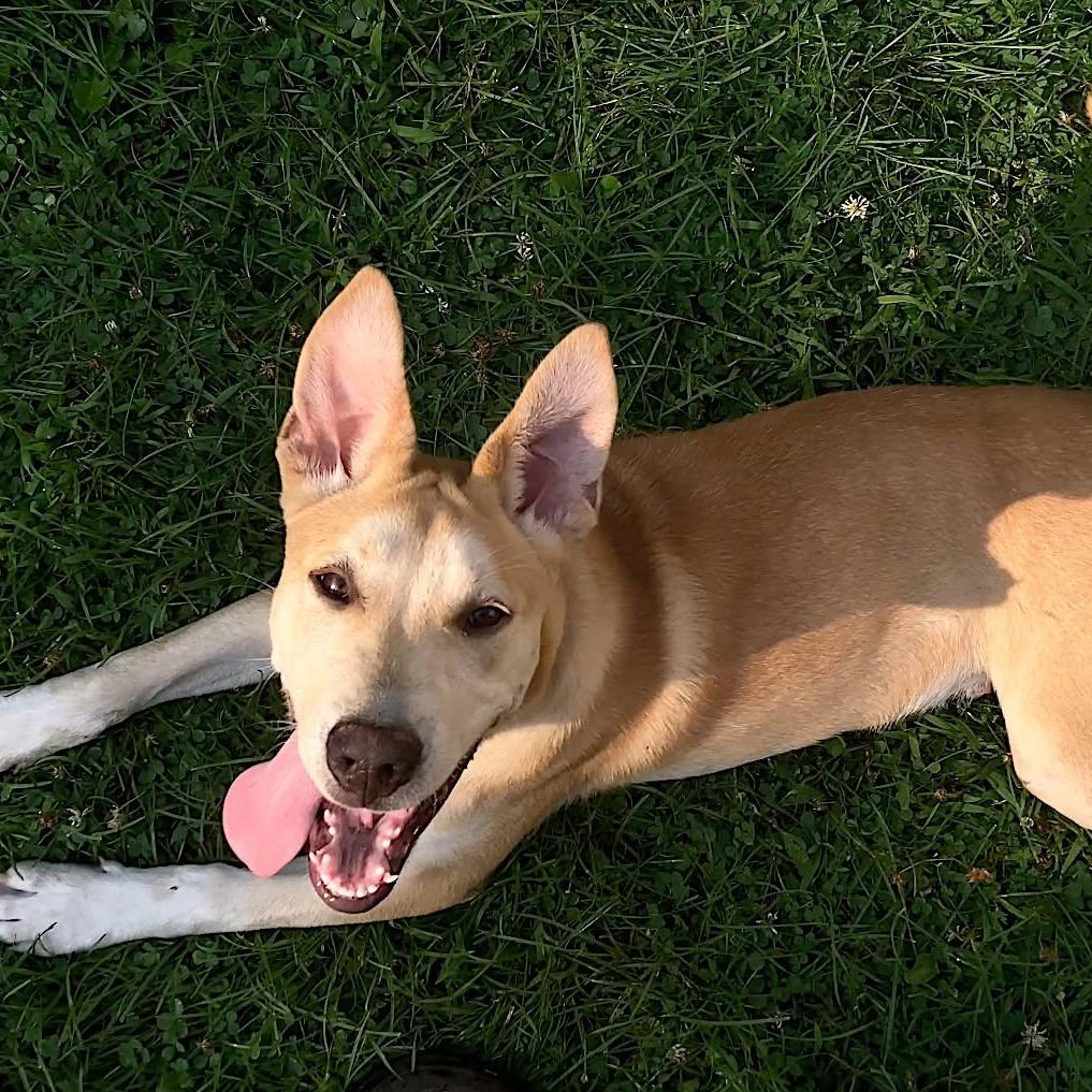 Baxter, Adoptable, Young Male Mixed Breed.