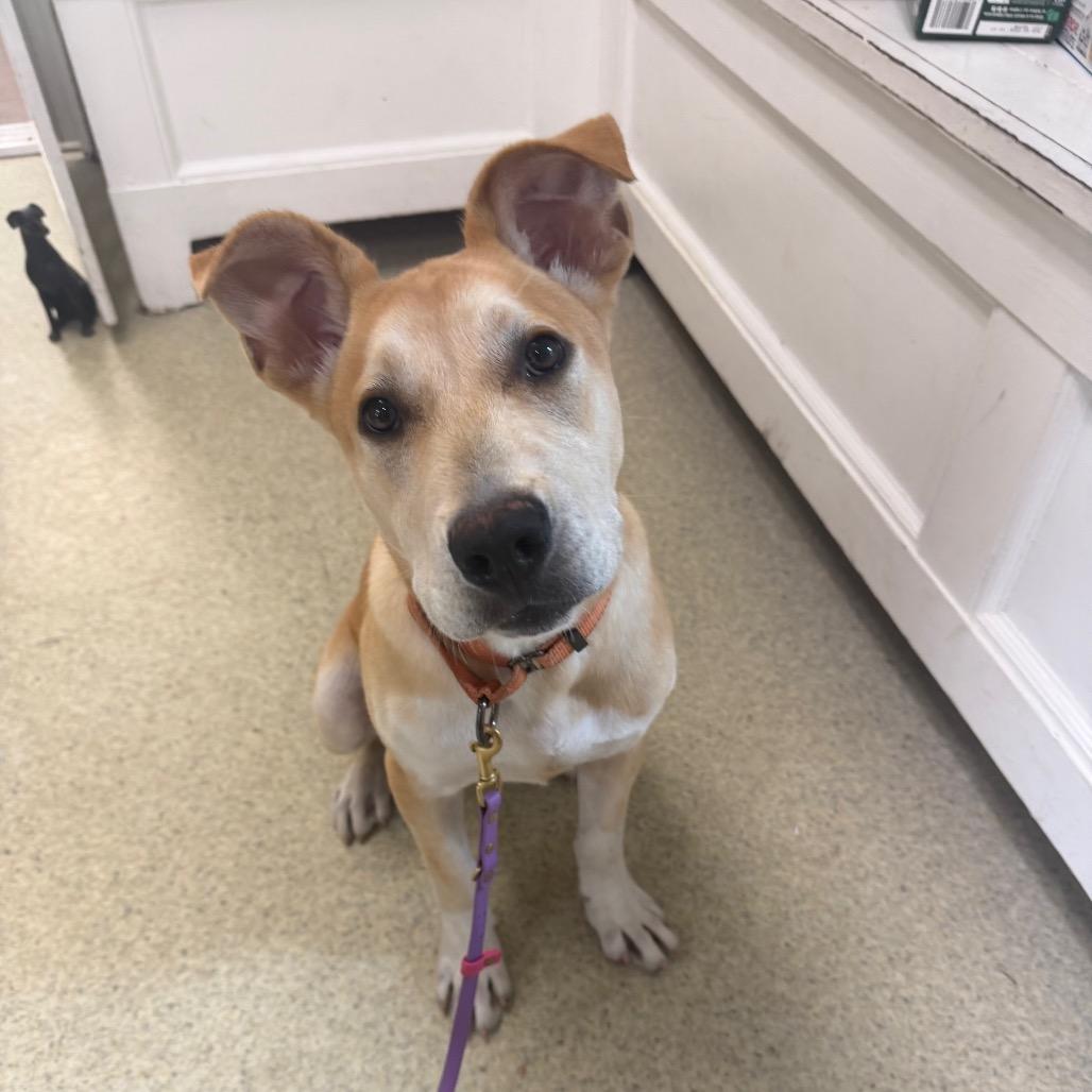 Enlarge Baxter, a Adoptable Mixed Breed in Deerfield, IL image 2/2