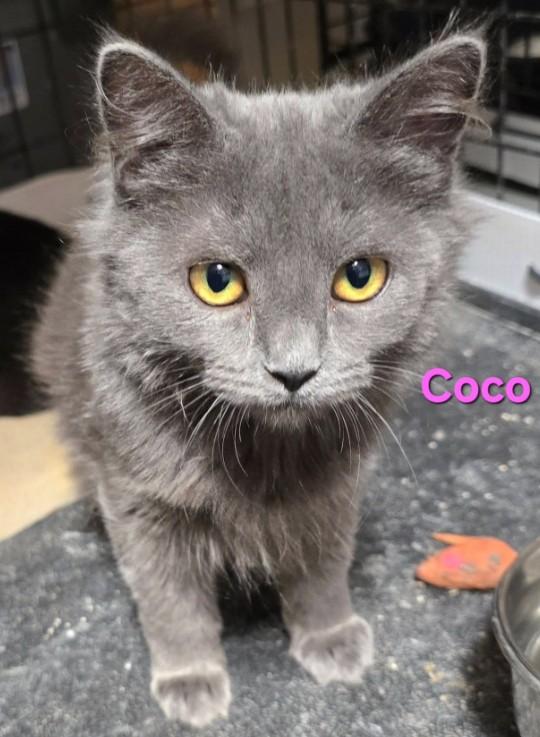 Coco, Adoptable, Young Female Domestic Short Hair.