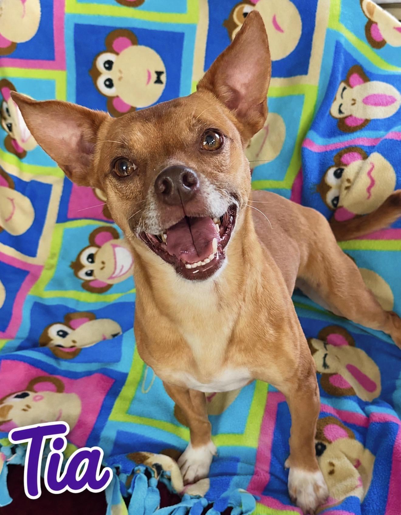 Tía, ADOPTABLE, Adult Female Terrier & Beagle.