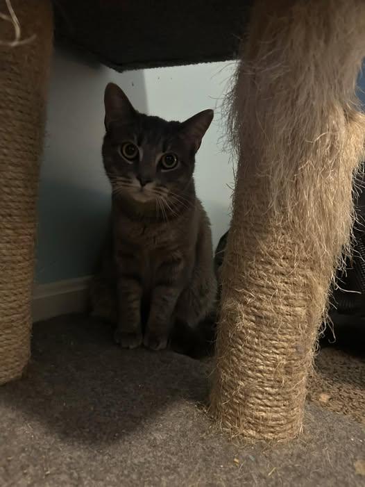 Enlarge Teddy, a Adoptable Domestic Short Hair in Chesapeake Beach, MD image 1/1