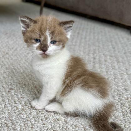 Kuddles, Adoptable, Young Female Domestic Short Hair & Domestic Short Hair.