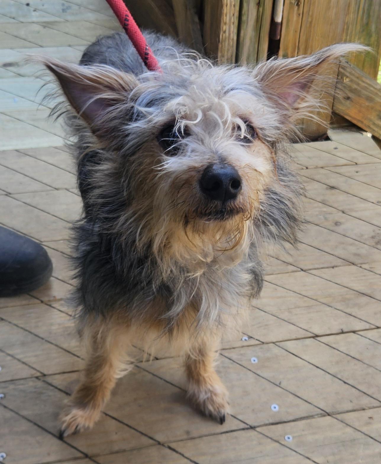 Enlarge Gilby, an adopted mixed breed in Heathsville, VA image 4/4