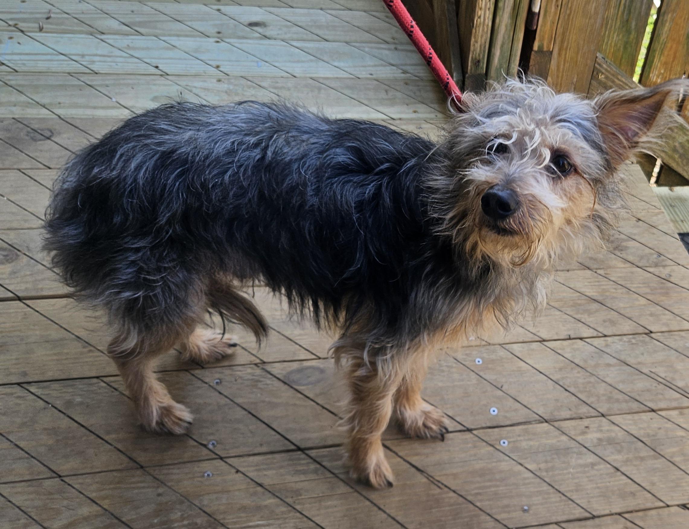 Enlarge Gilby, an adopted mixed breed in Heathsville, VA image 3/4