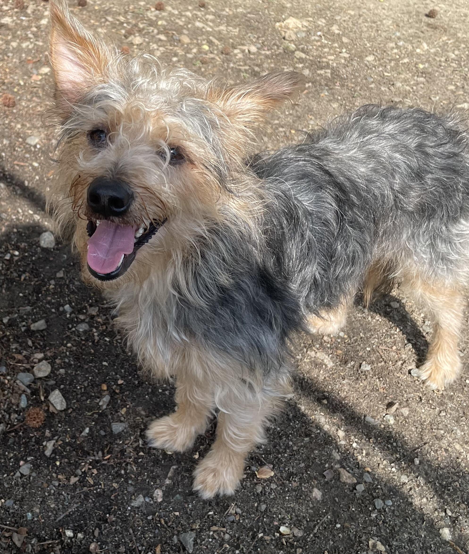 Enlarge Gilby, an adopted mixed breed in Heathsville, VA image 2/4