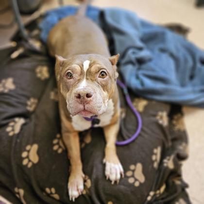 Lola Jean, a Adoptable mixed breed in Madison, WI image 1/3