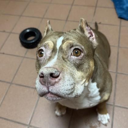 Lola Jean, a Adoptable mixed breed in Madison, WI image 2/3