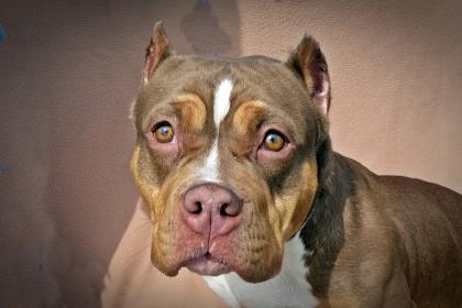 Lola Jean, a Adoptable mixed breed in Madison, WI image 3/3