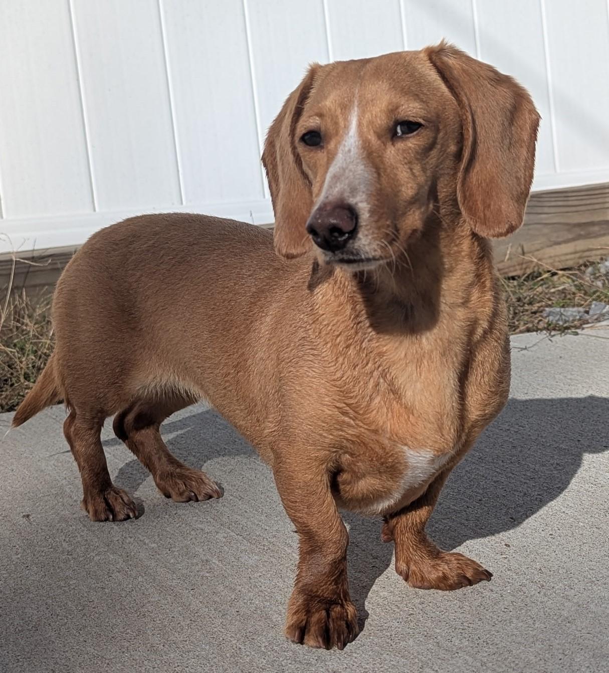 Enlarge Caramela (a.k.a Cara) in WI, a ADOPTABLE Dachshund in Marinette, WI image 4/4