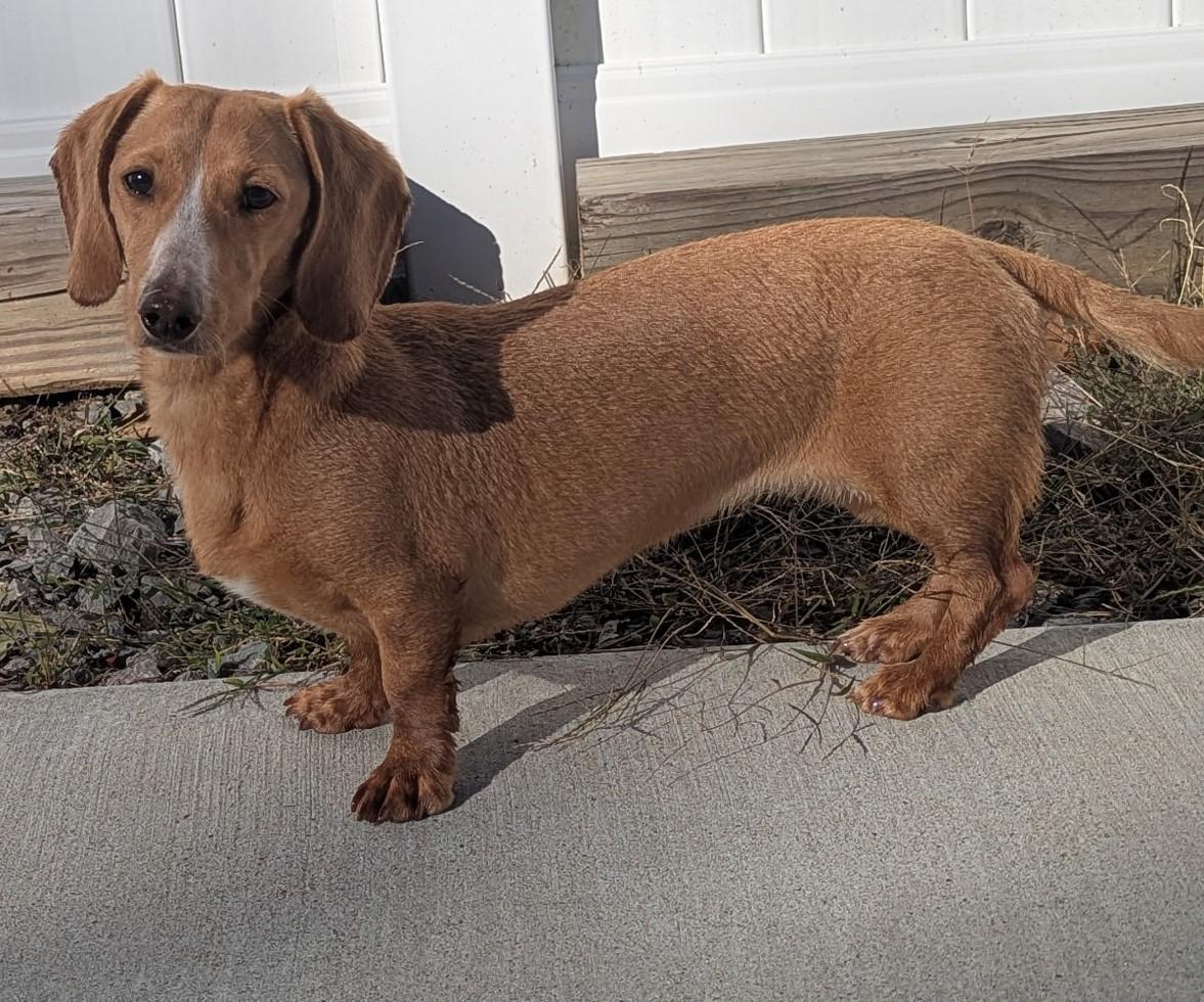 Enlarge Caramela (a.k.a Cara) in WI, a ADOPTABLE Dachshund in Marinette, WI image 2/4