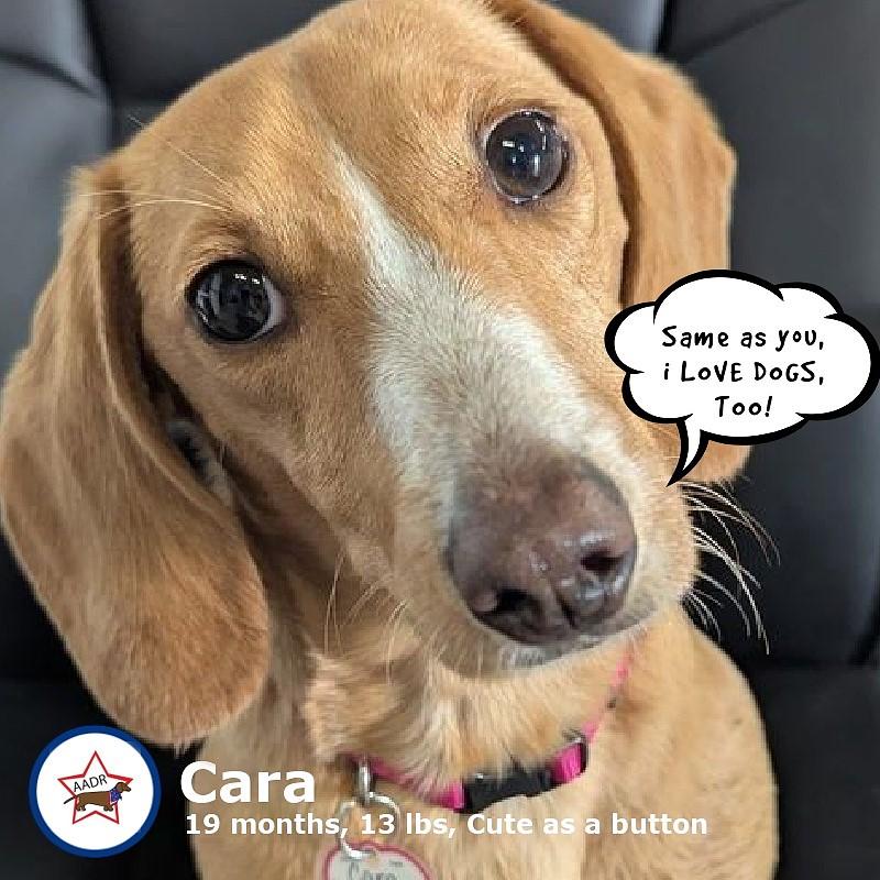 Caramela (a.k.a Cara) in WI, ADOPTABLE, Young Female Dachshund.