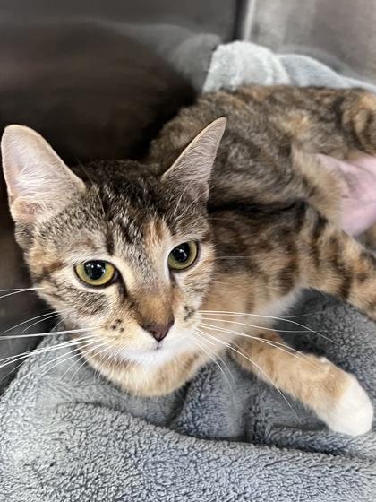 Maple, a Adoptable mixed breed in Houston, TX image 1/2