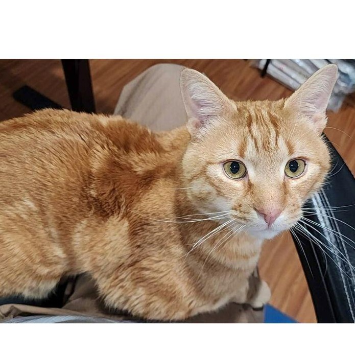 Enlarge Cheddar, an adopted Domestic Short Hair in Stamford, CT image 2/4