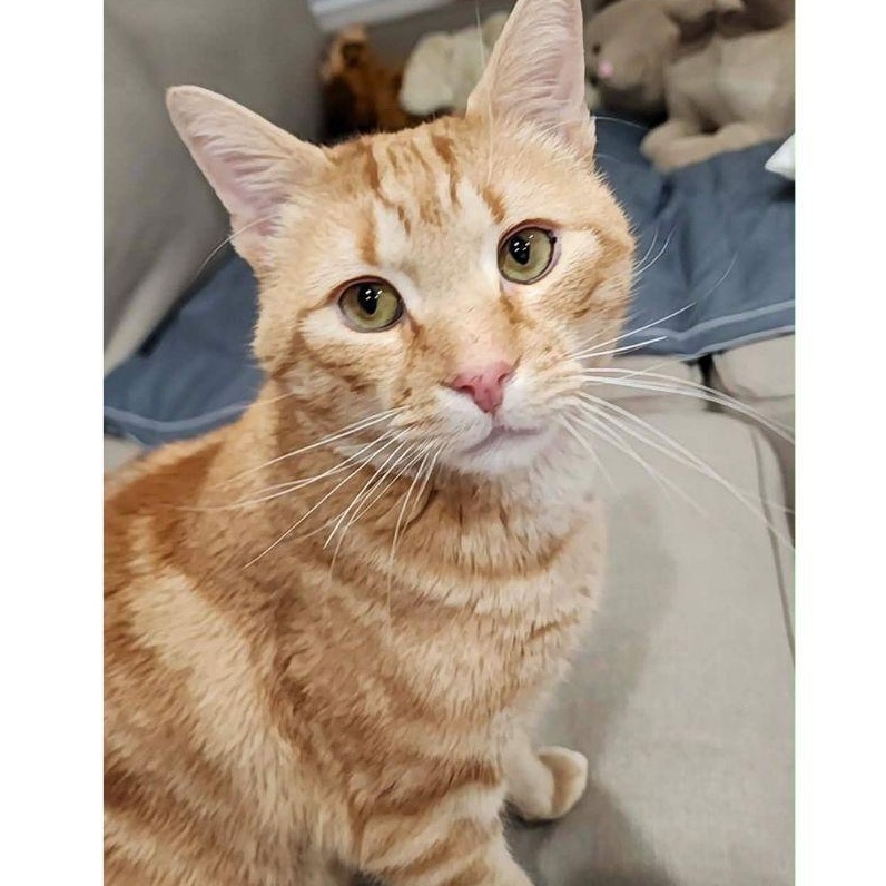 Enlarge Cheddar, an adopted Domestic Short Hair in Stamford, CT image 1/4