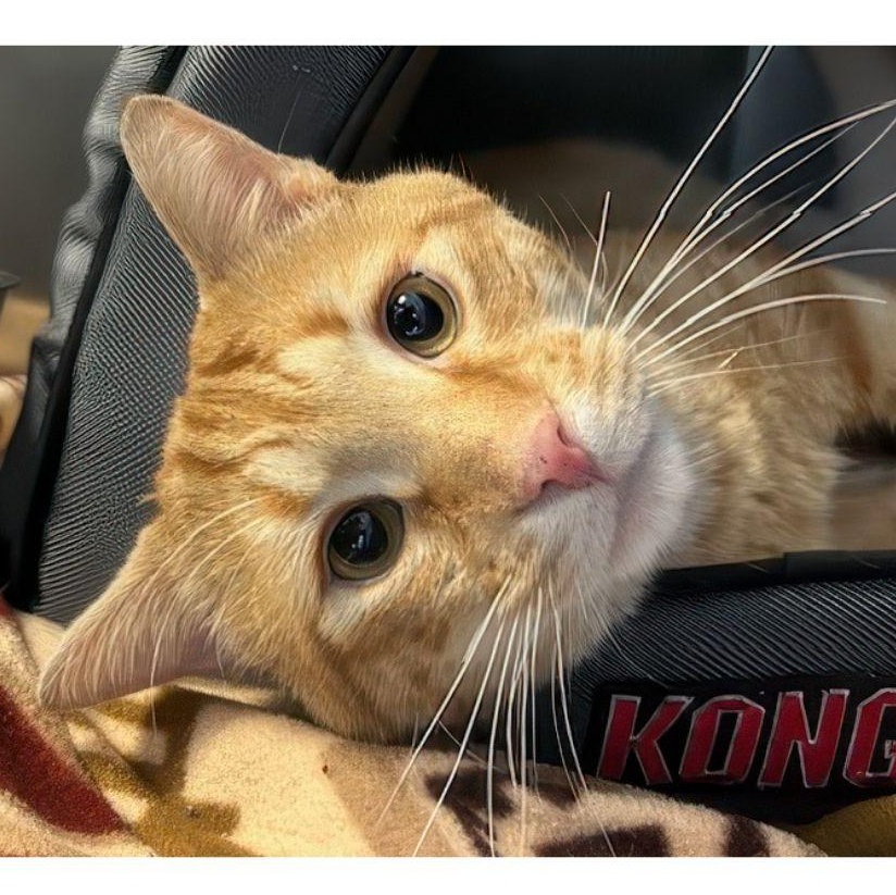 Enlarge Cheddar, an adopted Domestic Short Hair in Stamford, CT image 3/4