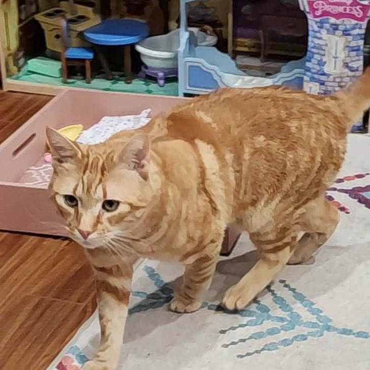 Enlarge Cheddar, an adopted Domestic Short Hair in Stamford, CT image 4/4