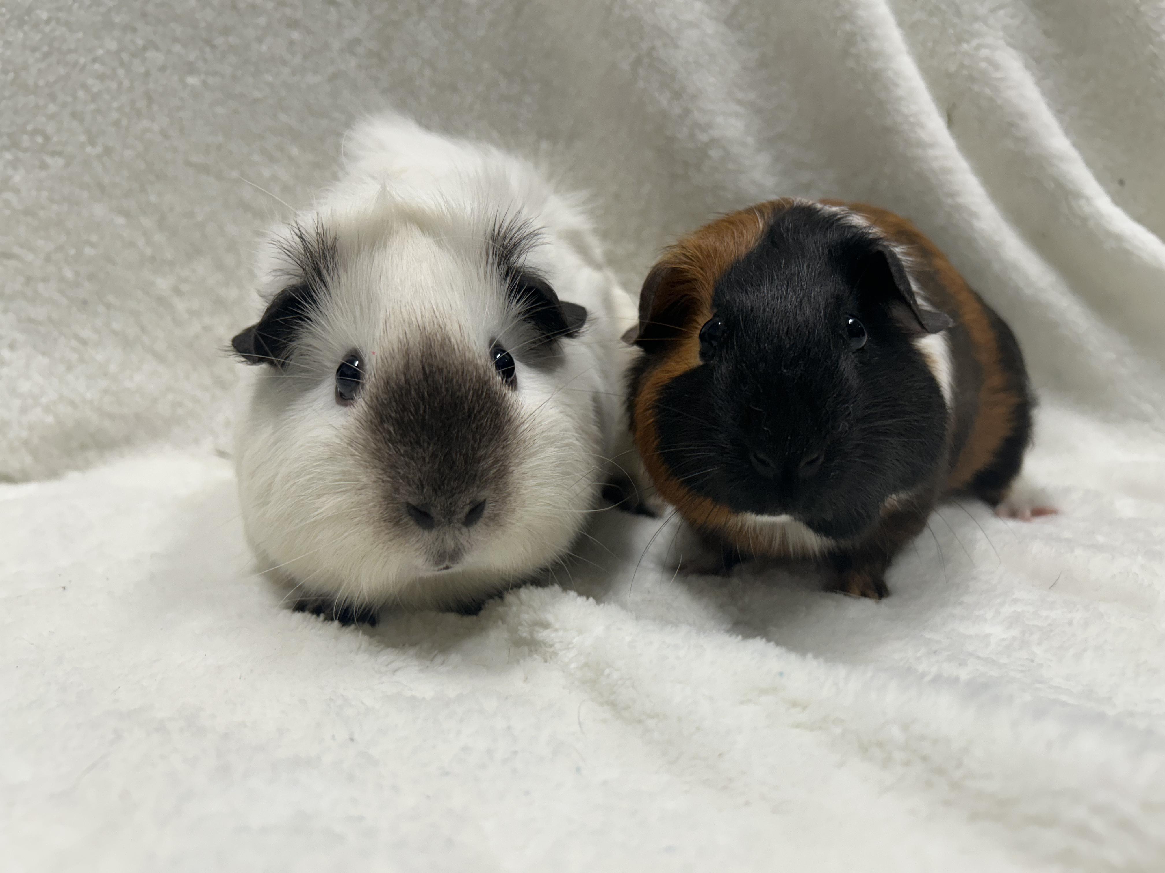 Enlarge Willa and Sonya, a Adopted Guinea Pig in Edgewood, MD image 4/6