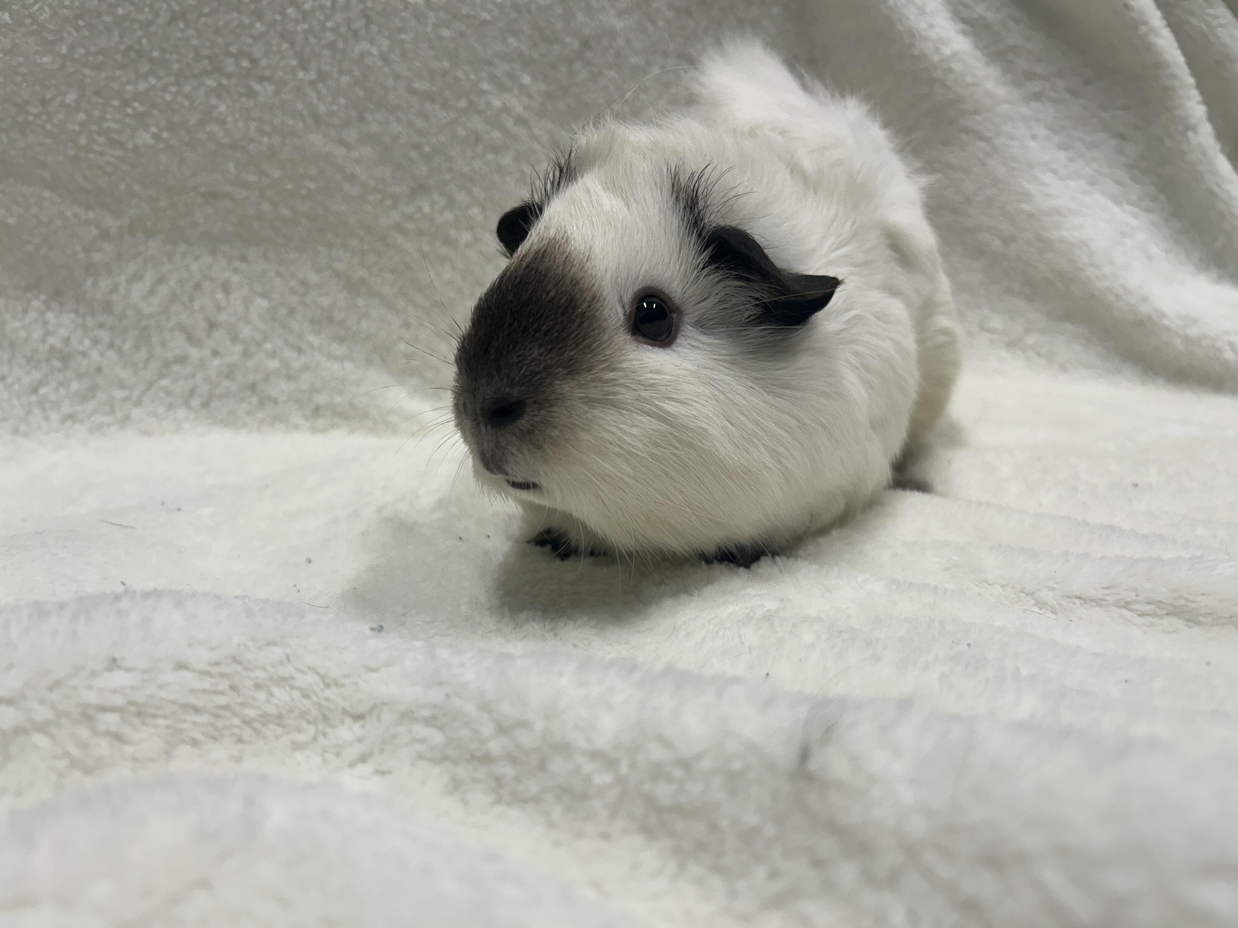 Enlarge Willa and Sonya, a Adopted Guinea Pig in Edgewood, MD image 5/6