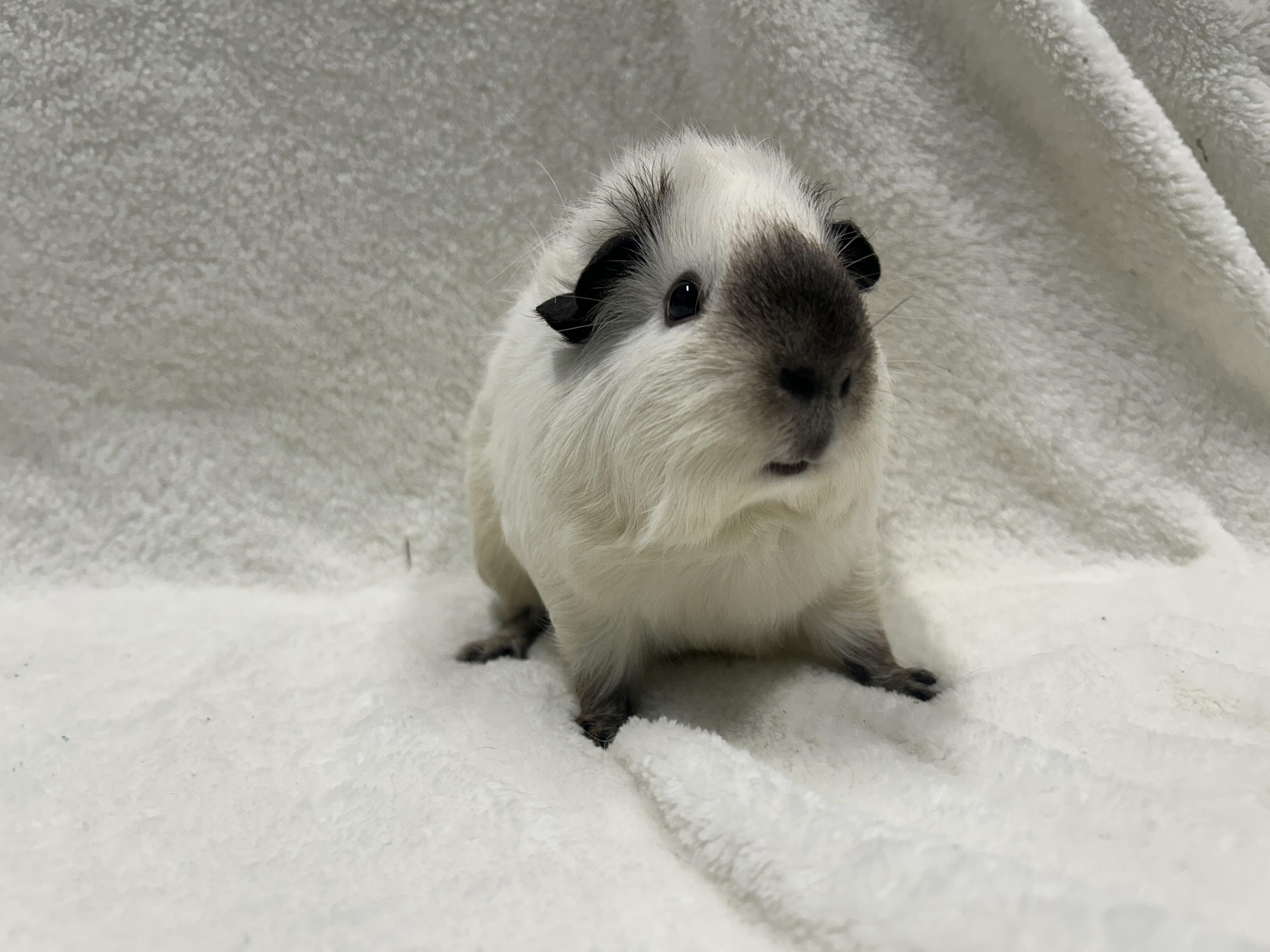 Enlarge Willa and Sonya, a Adopted Guinea Pig in Edgewood, MD image 2/6