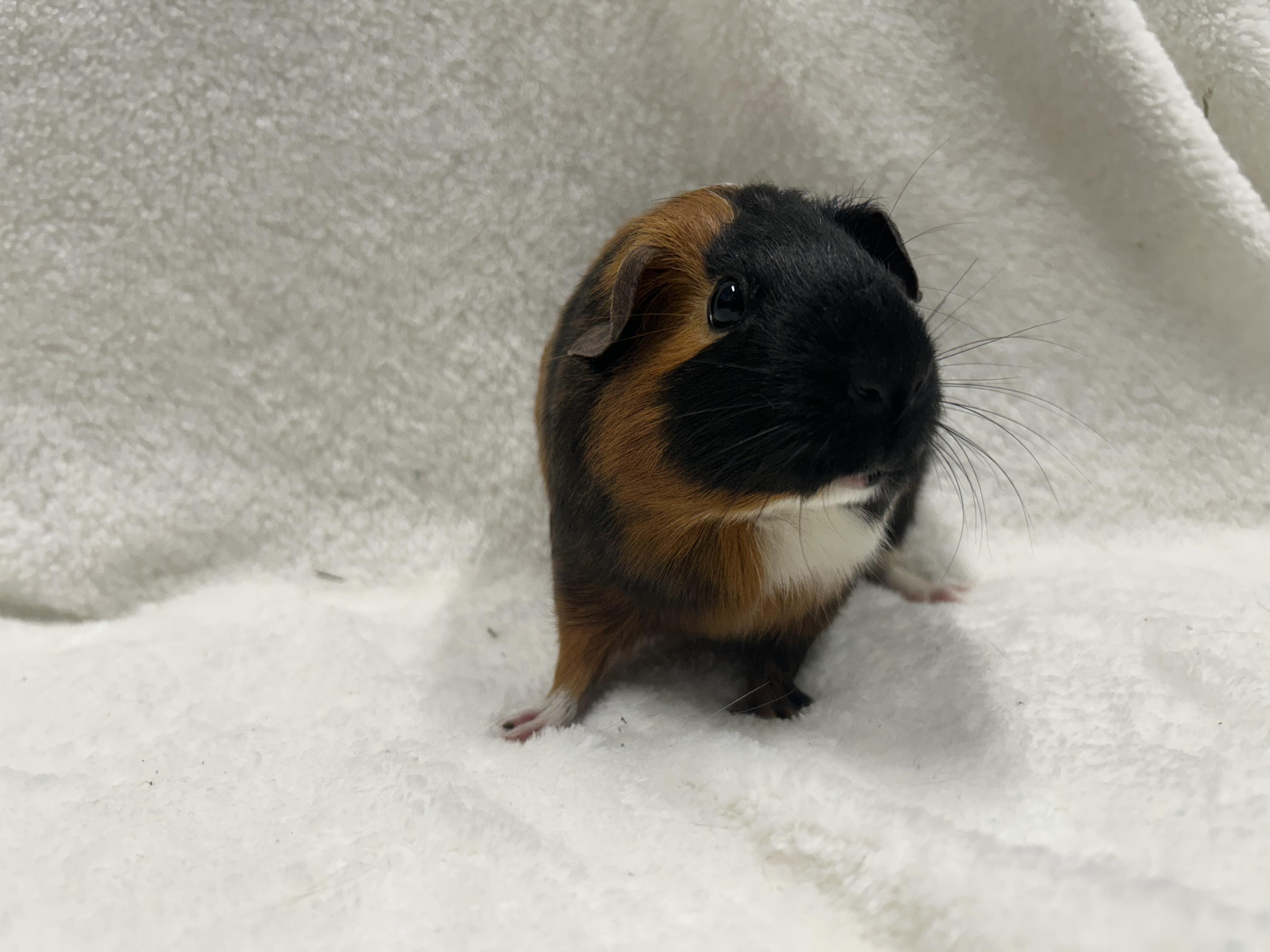 Enlarge Willa and Sonya, a Adopted Guinea Pig in Edgewood, MD image 3/6