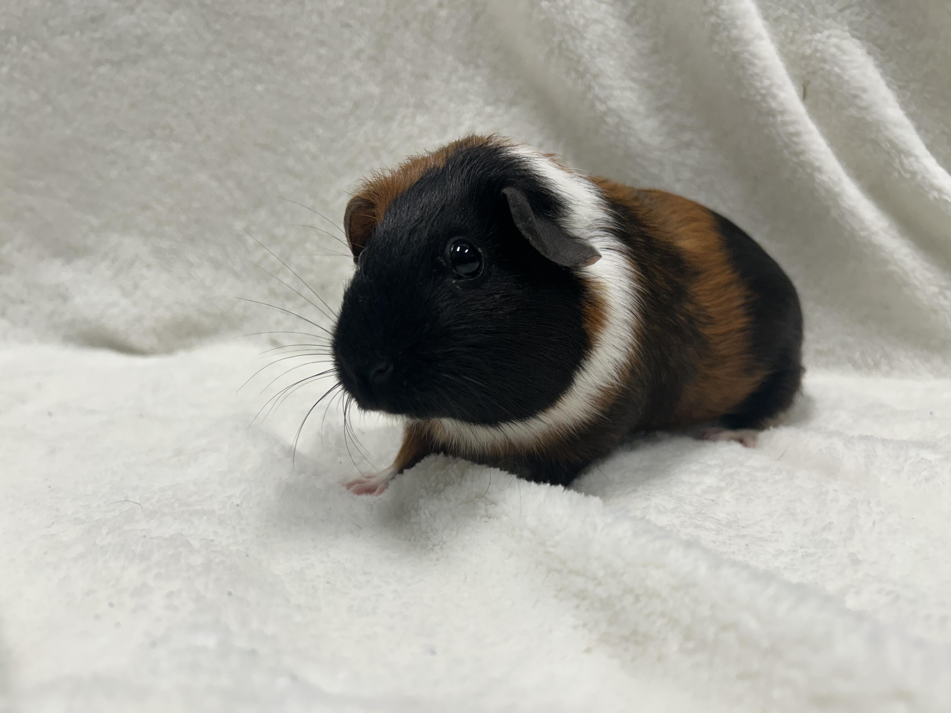 Enlarge Willa and Sonya, a Adopted Guinea Pig in Edgewood, MD image 6/6
