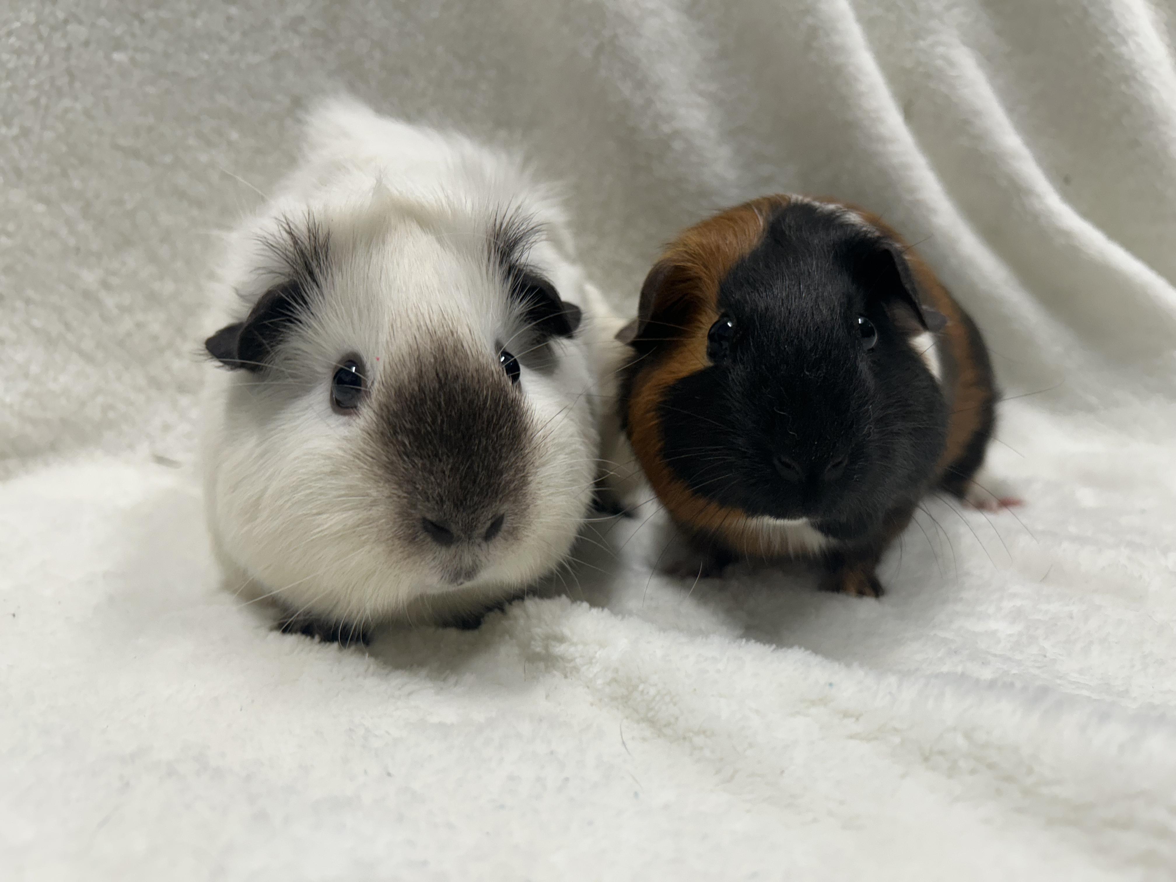 Willa and Sonya, Adopted, Adult Female Guinea Pig.
