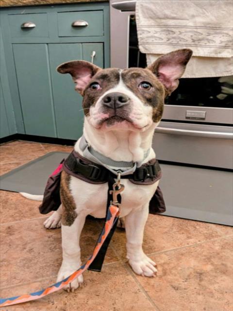 MOO, a Adoptable mixed breed in Hagerstown, MD image 2/2