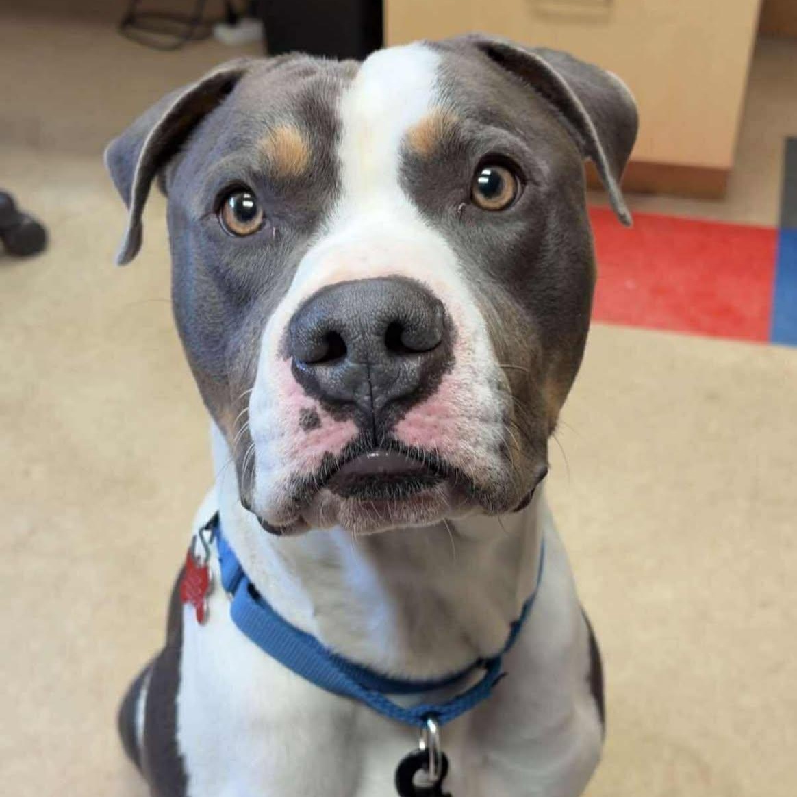 Enlarge Bertram, a ADOPTABLE mixed breed in Valparaiso, IN image 1/2