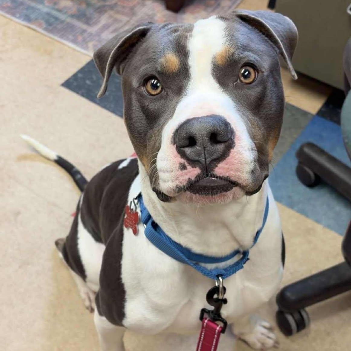 Enlarge Bertram, a ADOPTABLE mixed breed in Valparaiso, IN image 2/2