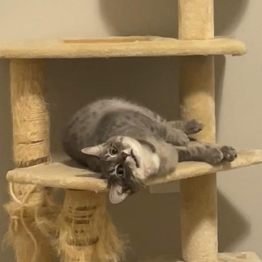 Liberty, Adoptable, Adult Female Domestic Short Hair.