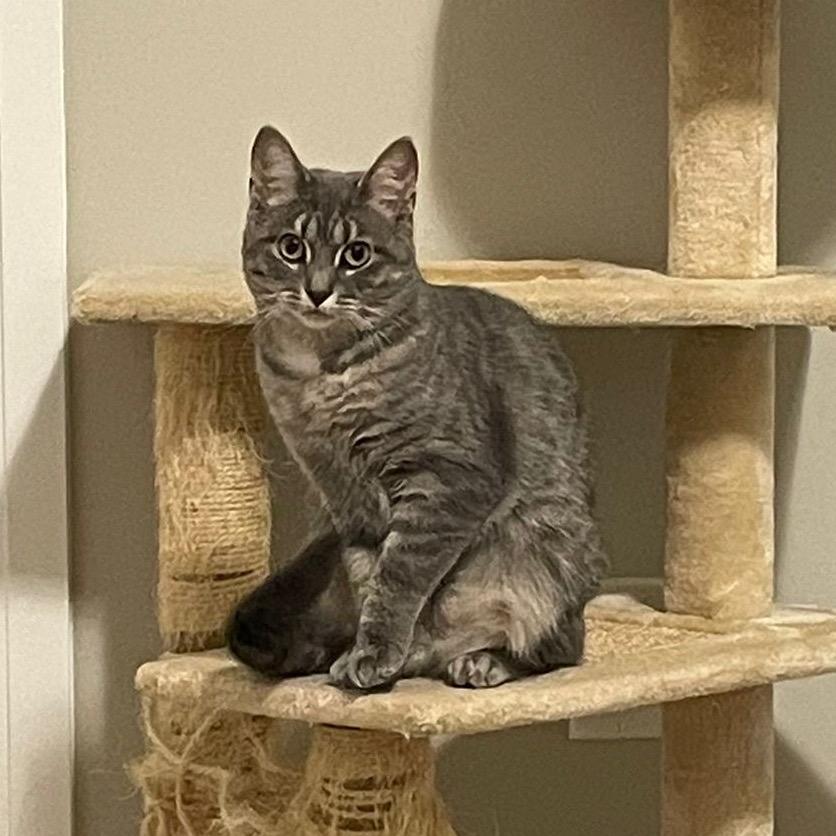 Liberty, a Adoptable Domestic Short Hair image 2/6