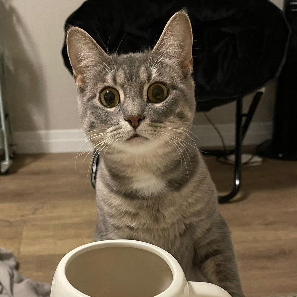 Liberty, a Adoptable Domestic Short Hair image 3/6