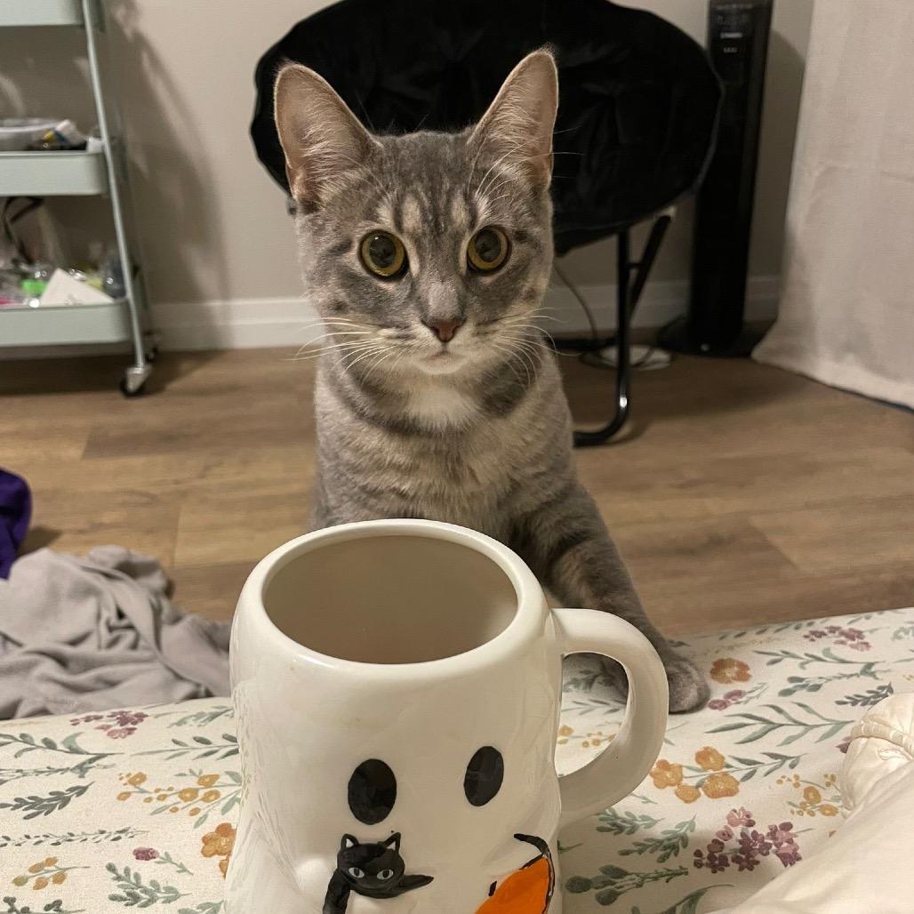 Liberty, a Adoptable Domestic Short Hair image 4/6