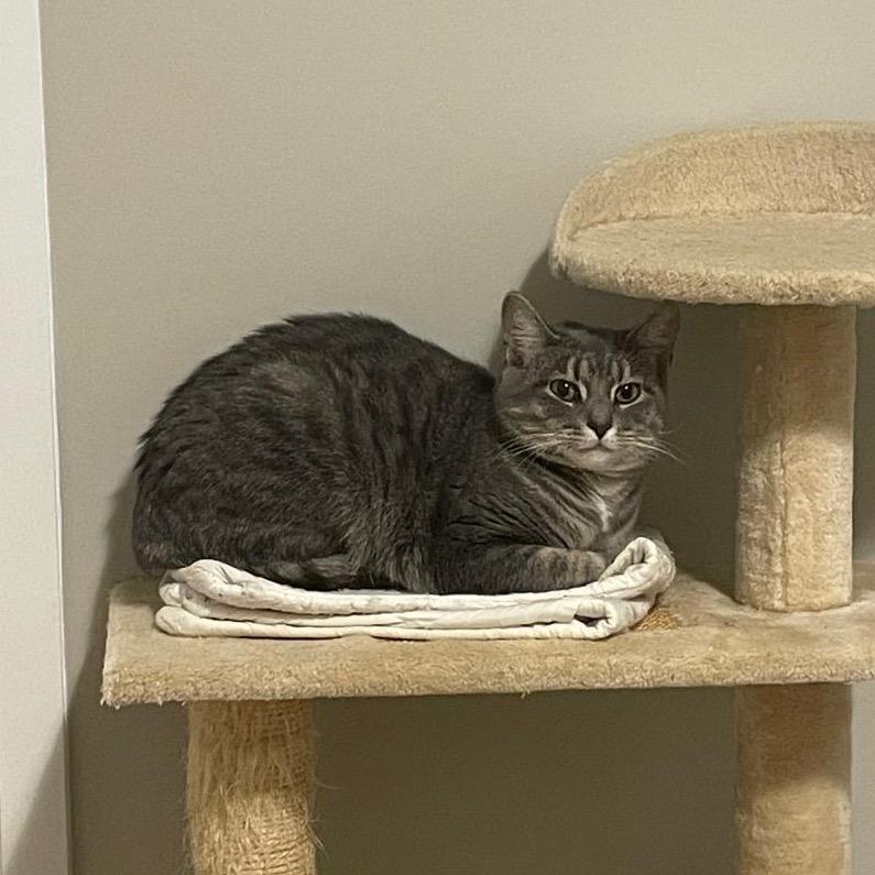 Liberty, a Adoptable Domestic Short Hair image 5/6