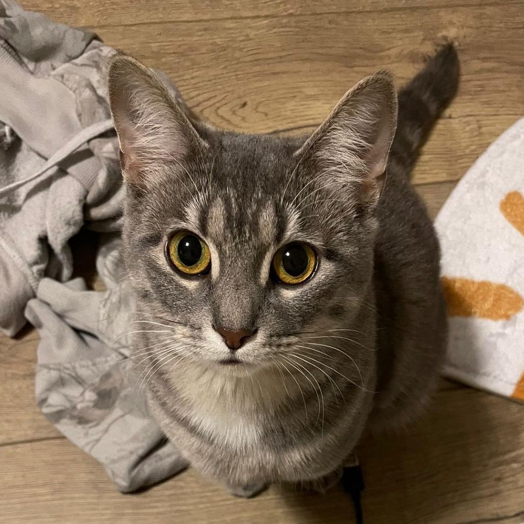 Liberty, a Adoptable Domestic Short Hair image 6/6