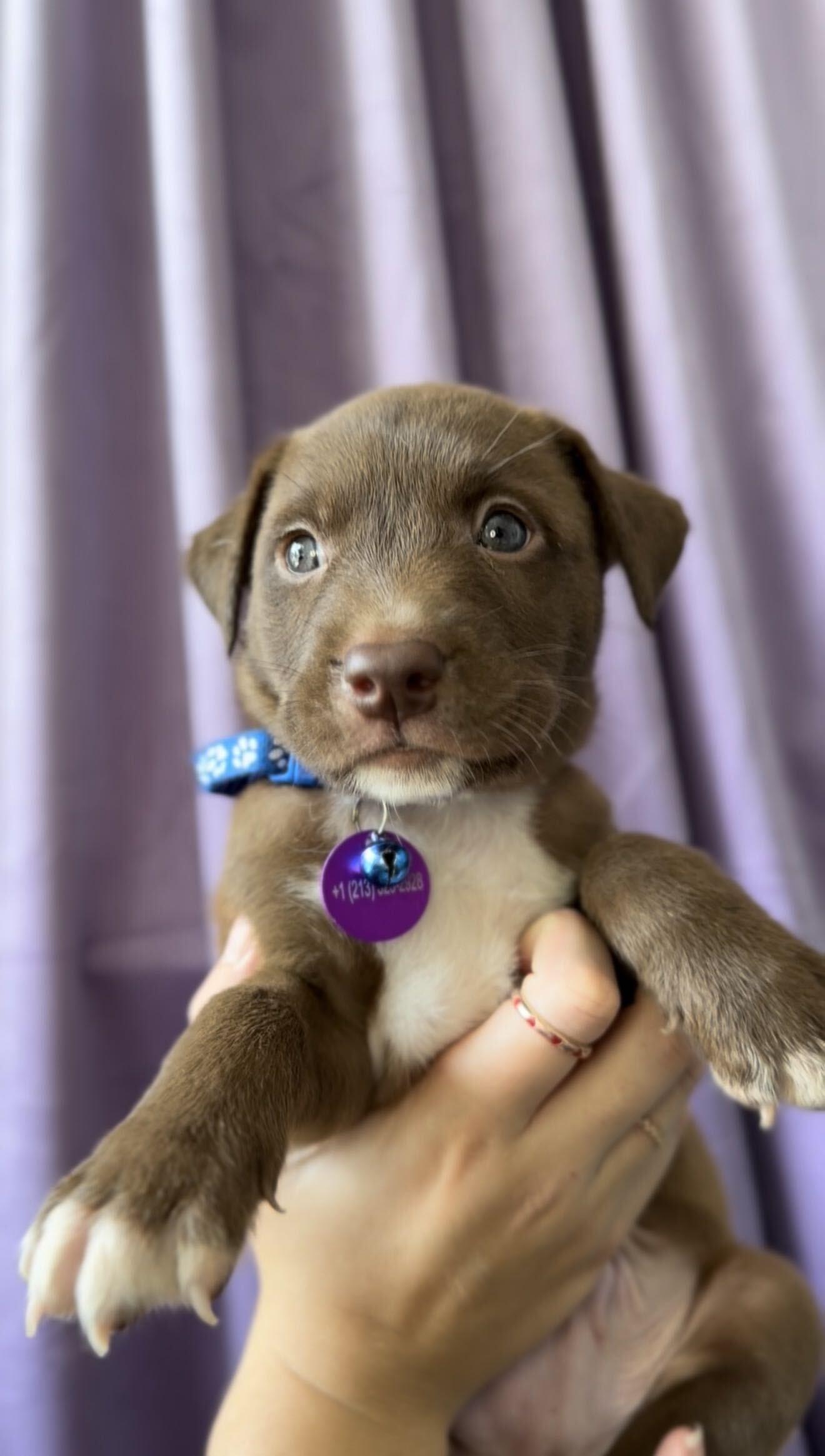 Enlarge Garnet, a Adoptable mixed breed in West Hollywood, CA image 1/1