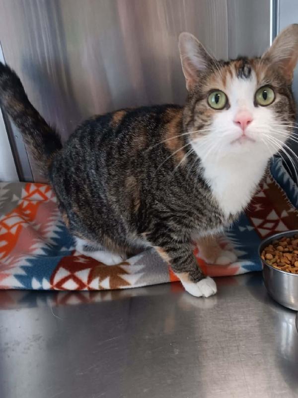 Enlarge CALIOPE, a Adoptable mixed breed in Carmel, IN image 1/1