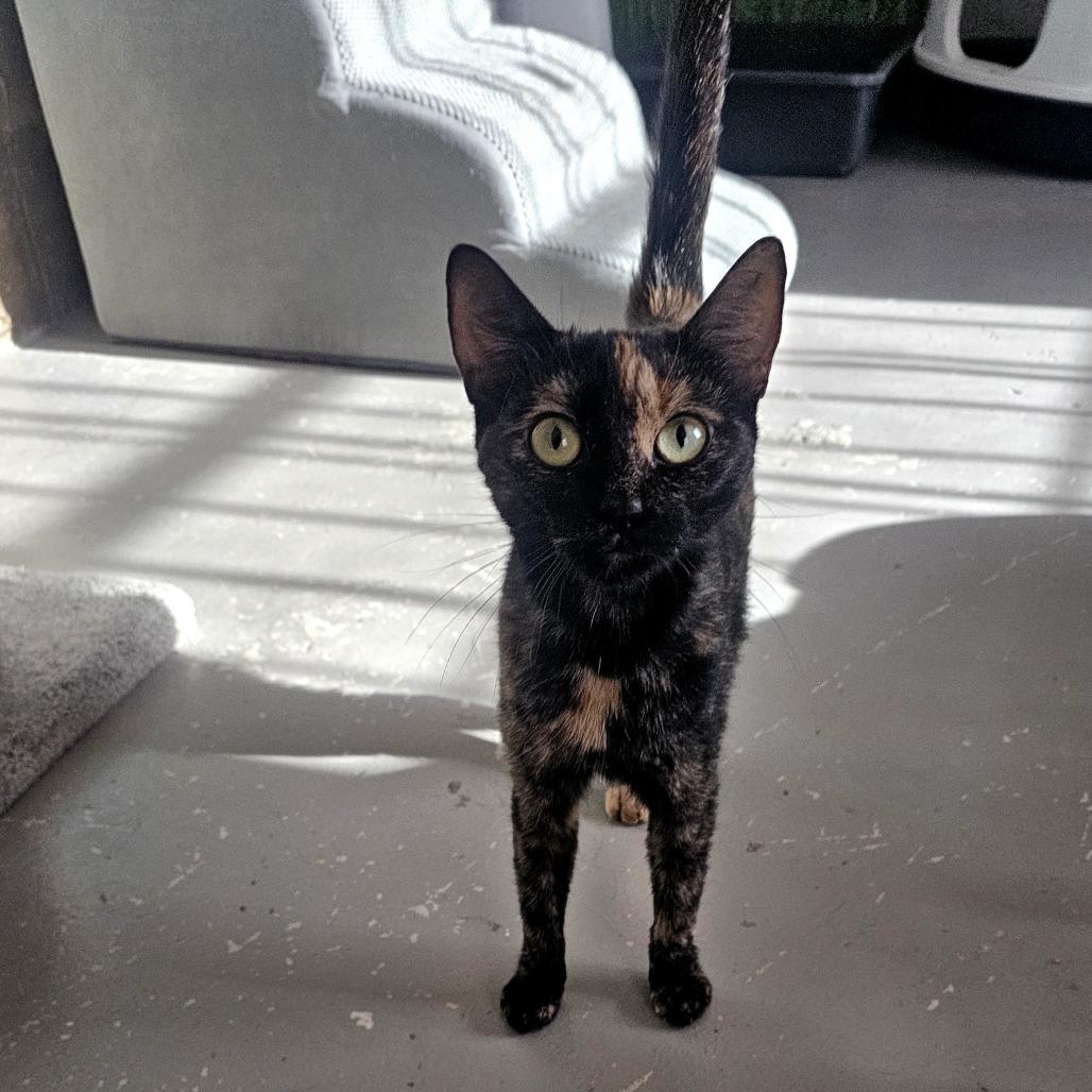 Calci, Adoptable, Adult Female Domestic Short Hair.