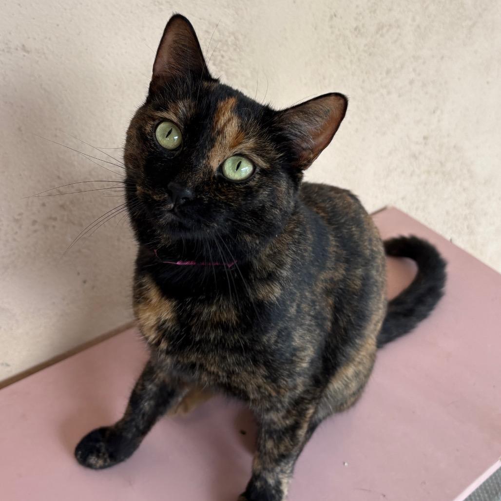 Enlarge Calci, a Adoptable Domestic Short Hair in Laredo, TX image 2/6