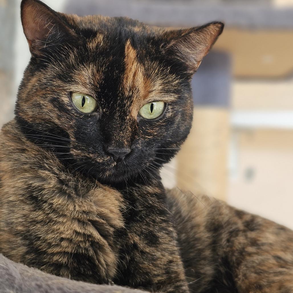 Enlarge Calci, a Adoptable Domestic Short Hair in Laredo, TX image 4/6