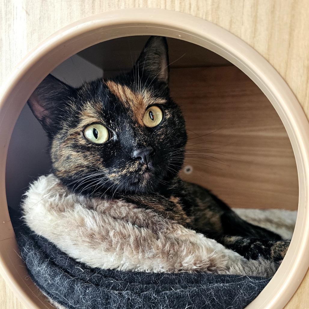 Enlarge Calci, a Adoptable Domestic Short Hair in Laredo, TX image 6/6