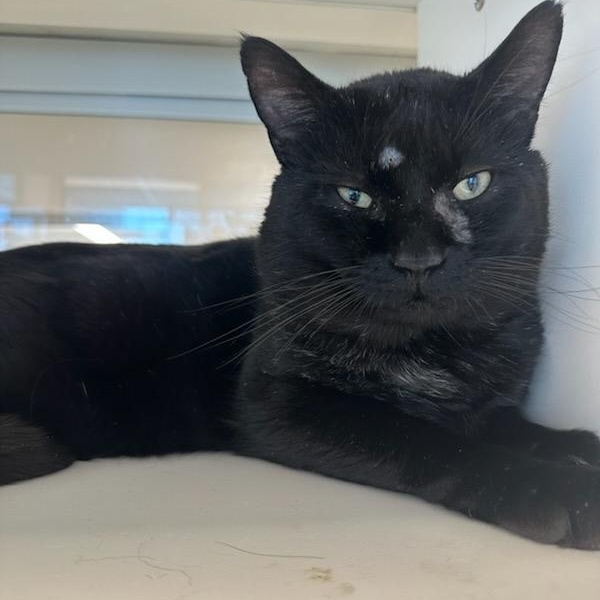 Tax Return (ID 50644/821), ADOPTABLE, Adult Male Domestic Short Hair.