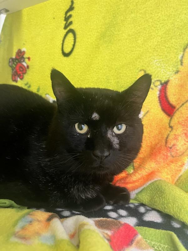 Enlarge Tax Return (ID 50644/821), a ADOPTABLE Domestic Short Hair in Manassas, VA image 2/2